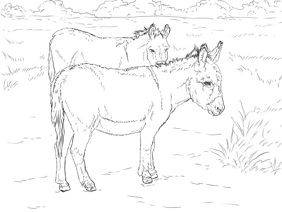 Coloriage deux ânes