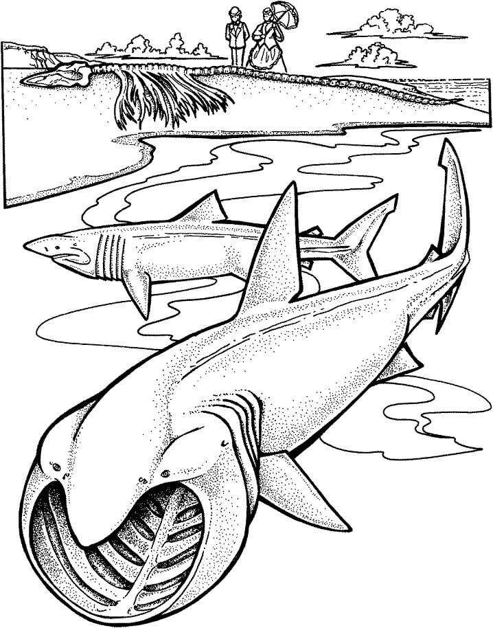 Coloriage deux requins pèlerins