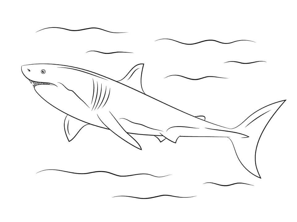 Coloriage grand requin blanc 2