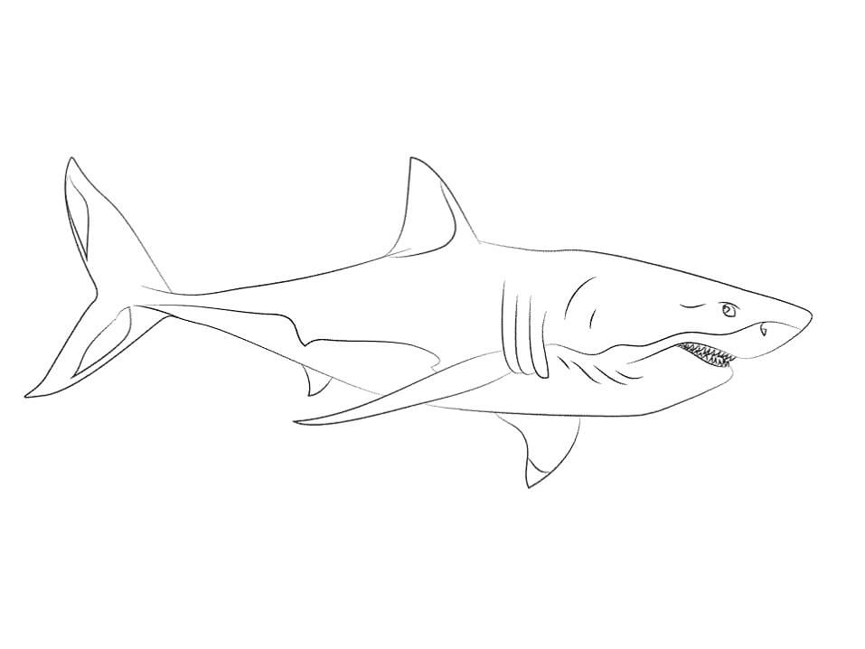 Coloriage grand requin blanc 3