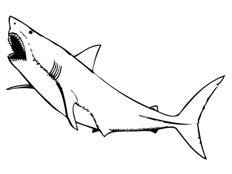 Coloriage grand requin blanc avec sa gueule ouverte