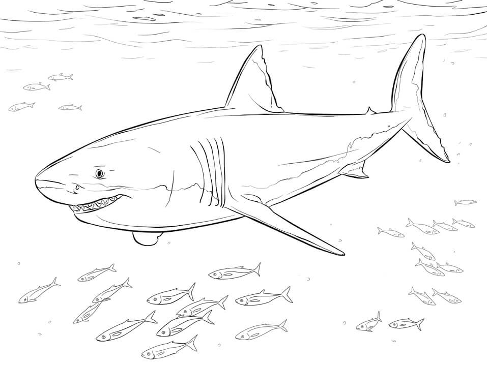 Coloriage grand requin blanc et poissons-pilotes