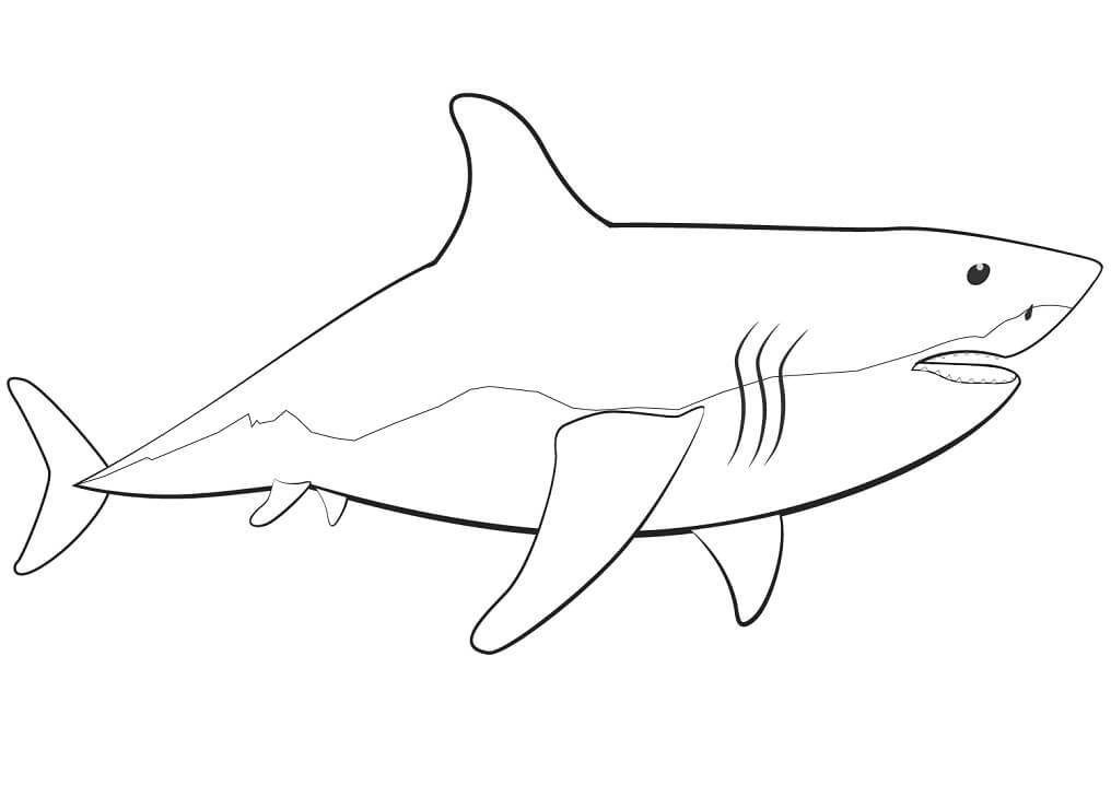 Coloriage grand requin blanc