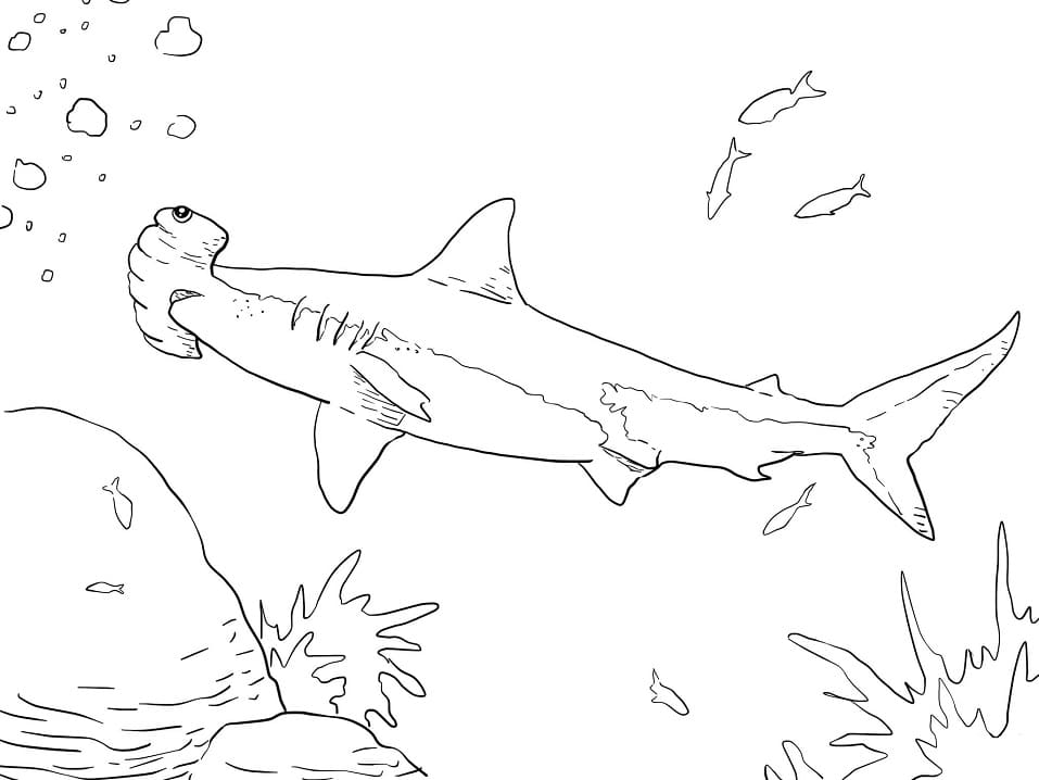 Coloriage grand requin-marteau