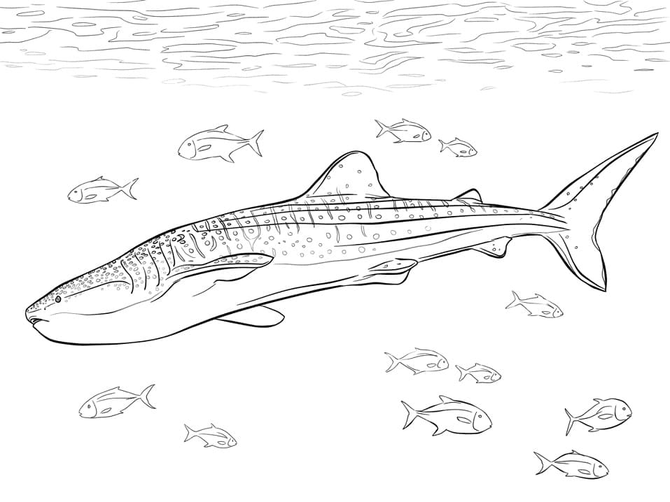 Coloriage requin-baleine réaliste