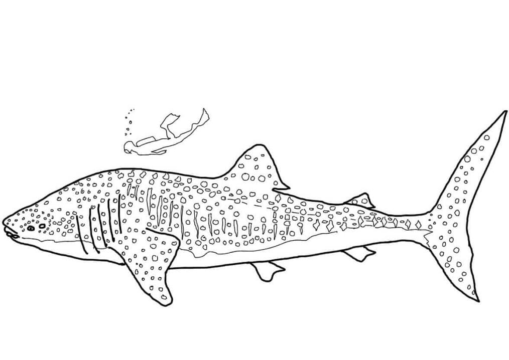 coloriage de requin