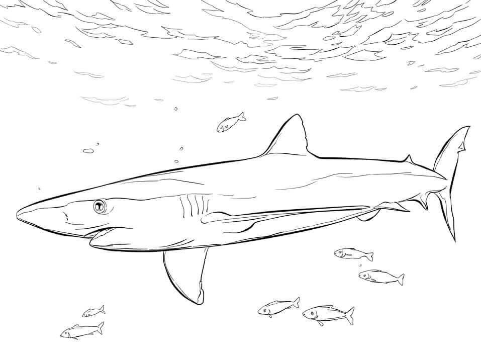 Coloriage requin bleu et poissons-pilotes