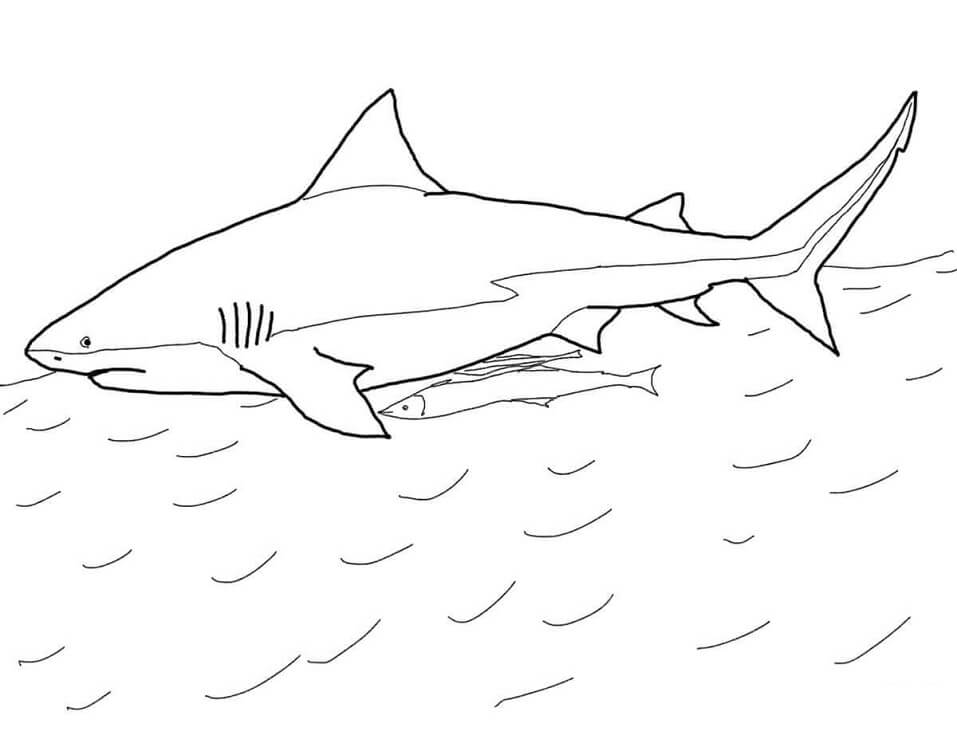 Coloriage requin-bouledogue