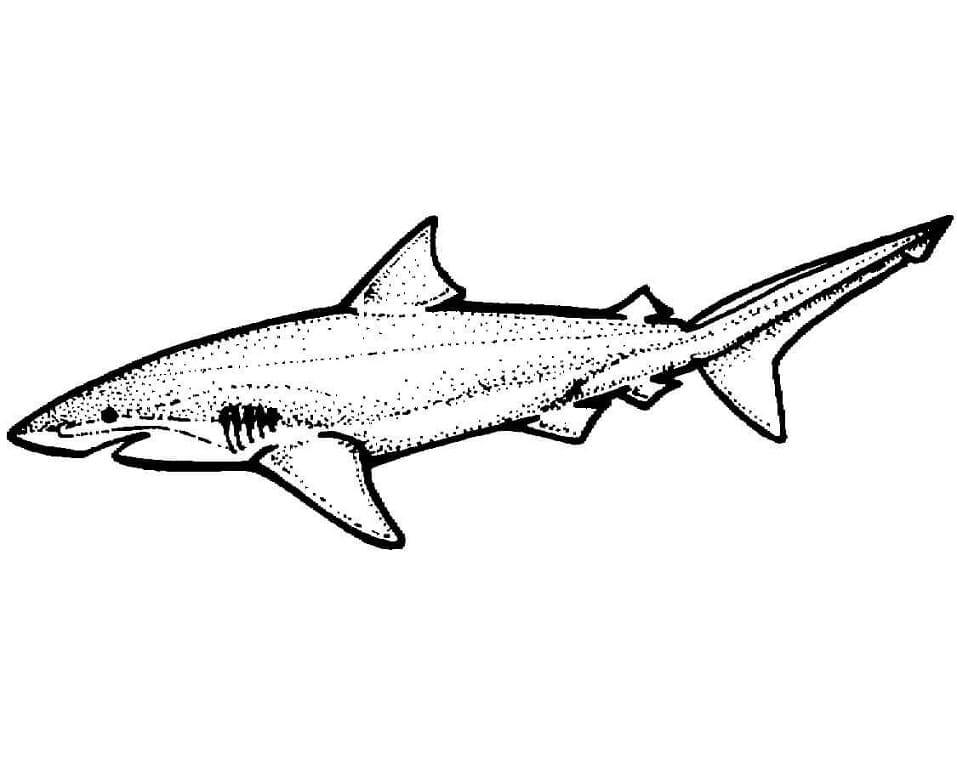 Coloriage requin-citron