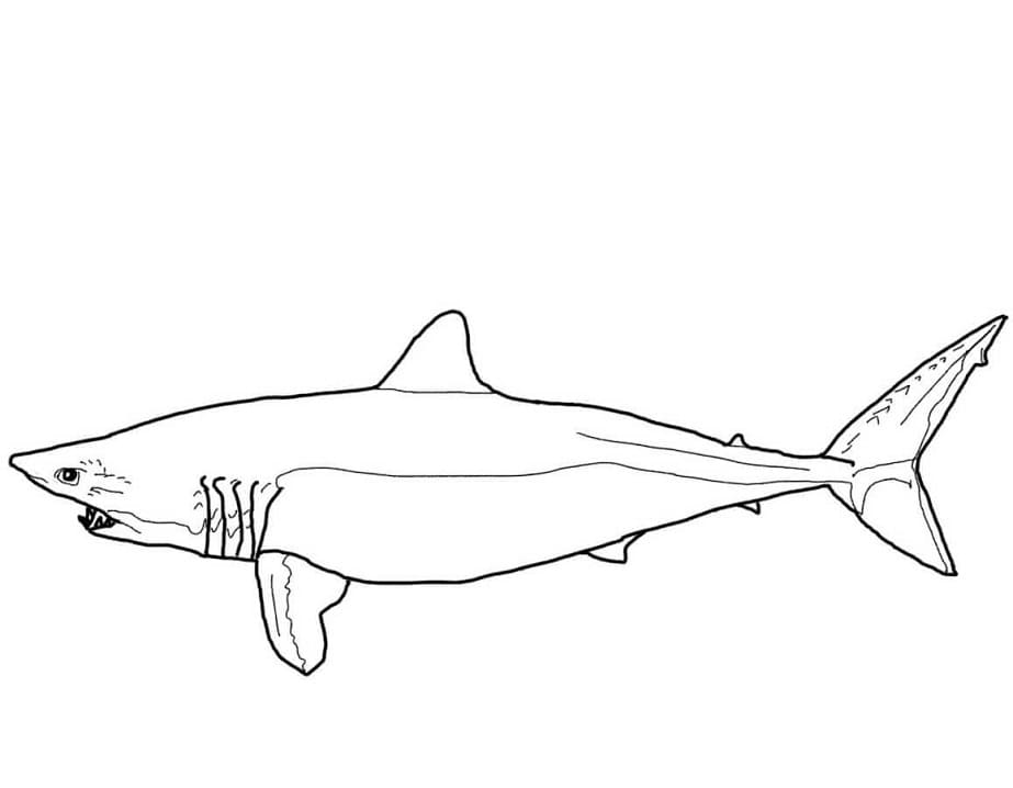 Coloriage requin mako 1