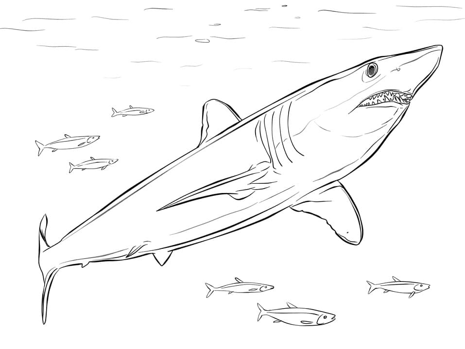 Coloriage requin mako