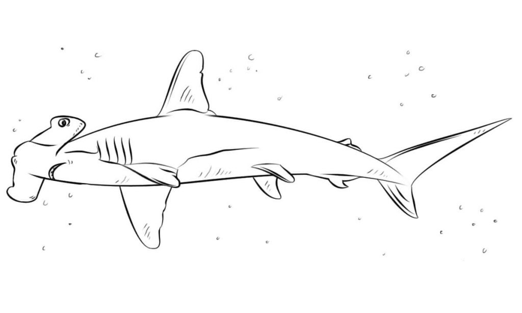 Coloriage requin marteau 2 à imprimer