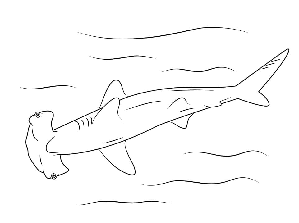 Coloriage requin marteau 3