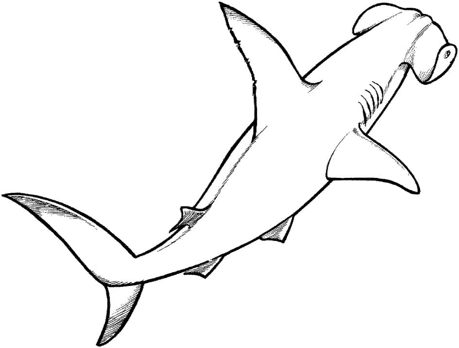 Coloriage requin marteau 4