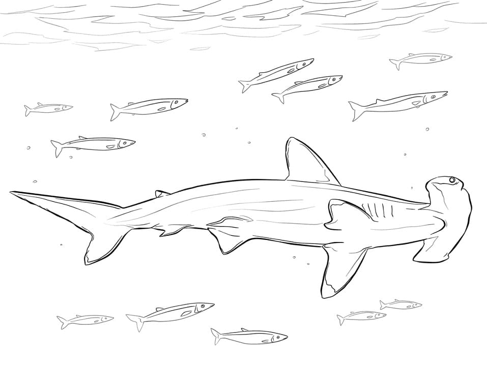 Coloriage requin marteau avec poisson-pilote