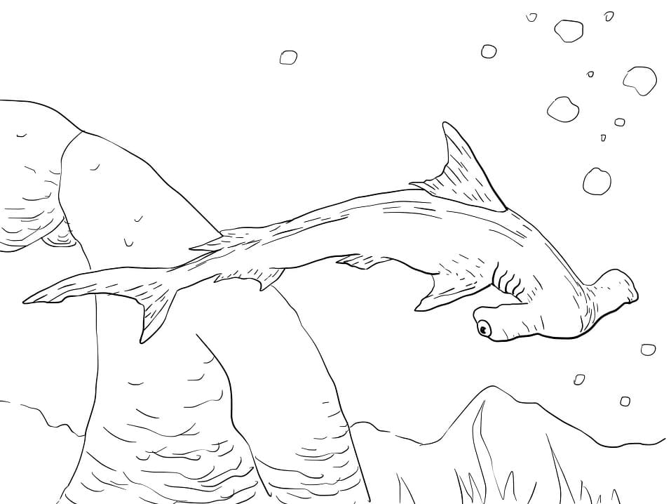 Coloriage requin-marteau halicorne