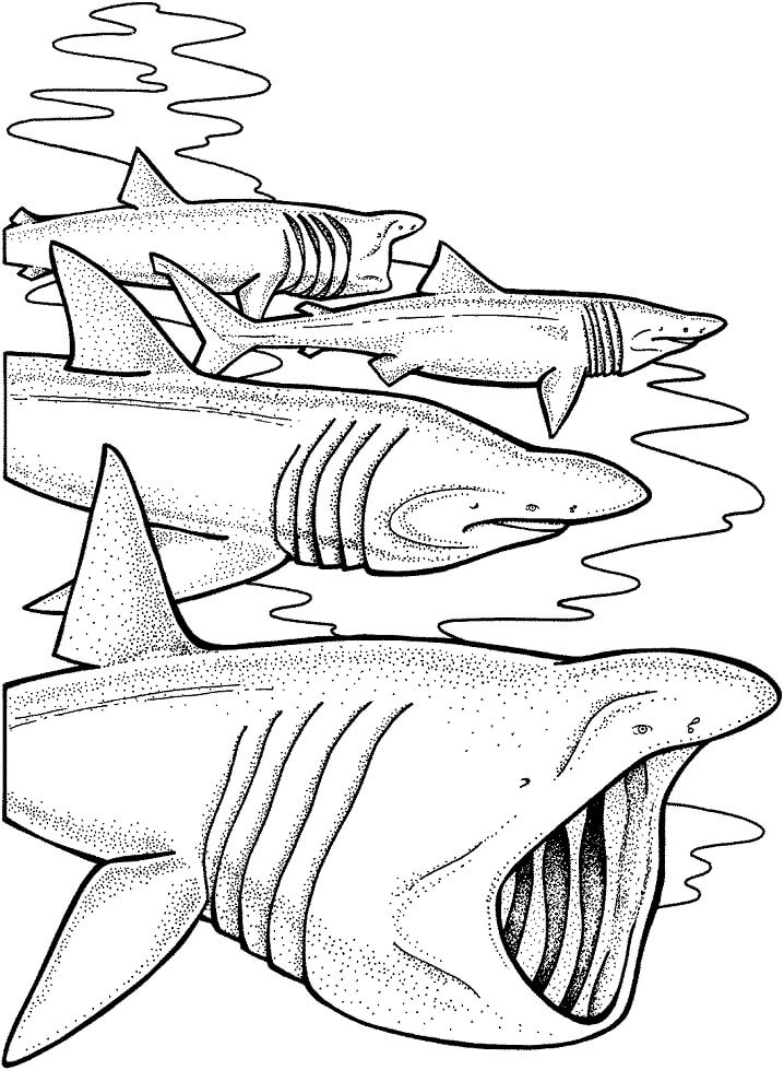 Coloriage requin pèlerin