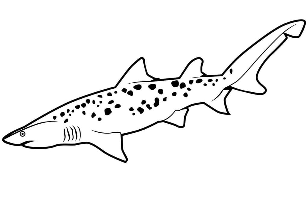 Coloriage requin-taureau