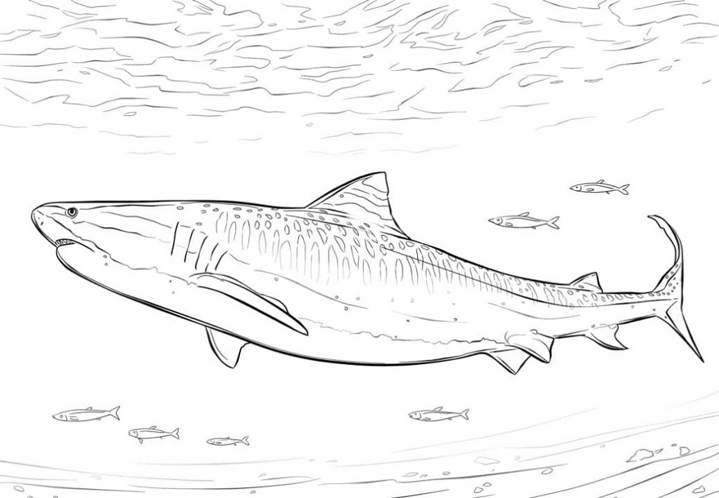 Coloriage requin-tigre réaliste à imprimer