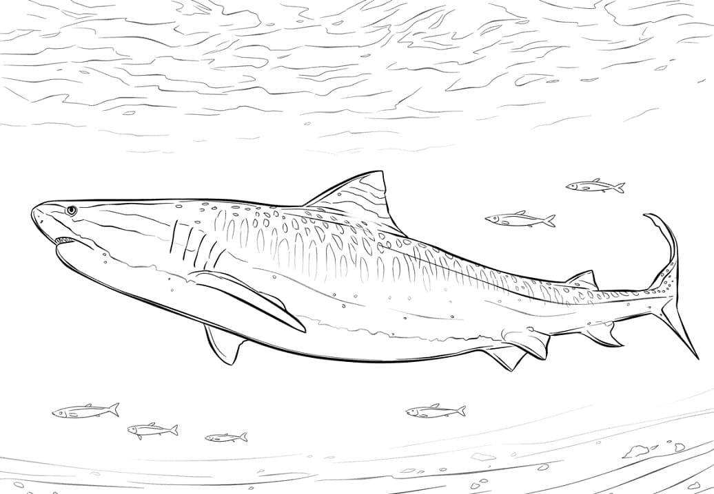 Coloriage requin-tigre réaliste