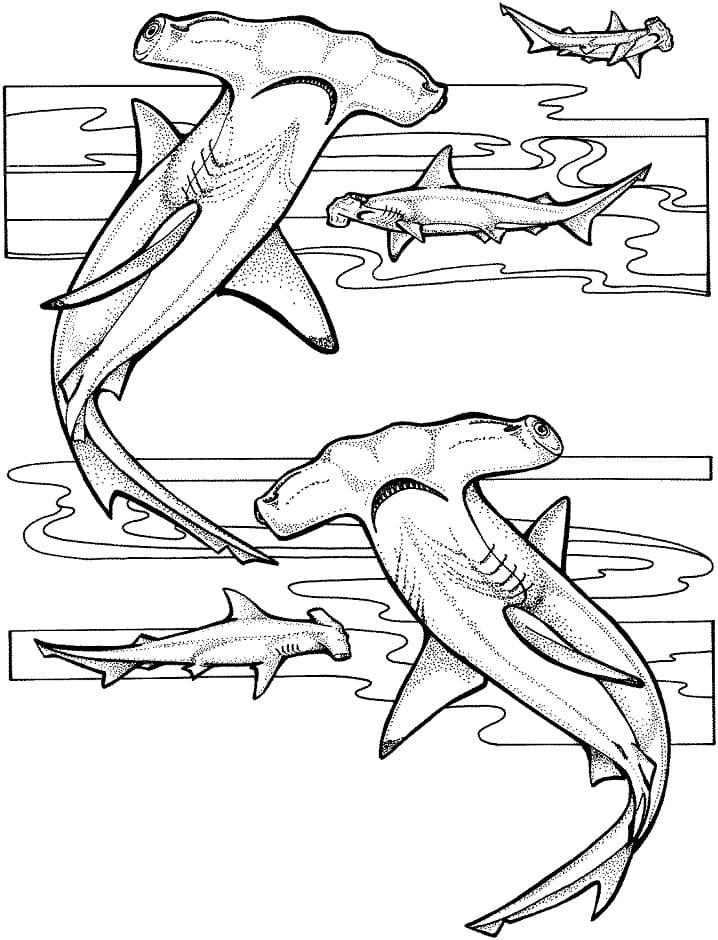 coloriage de requin