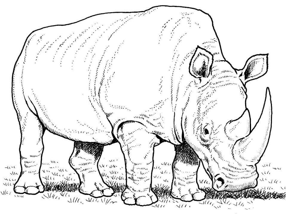 Coloriage rhinocéros blanc qui broute à imprimer