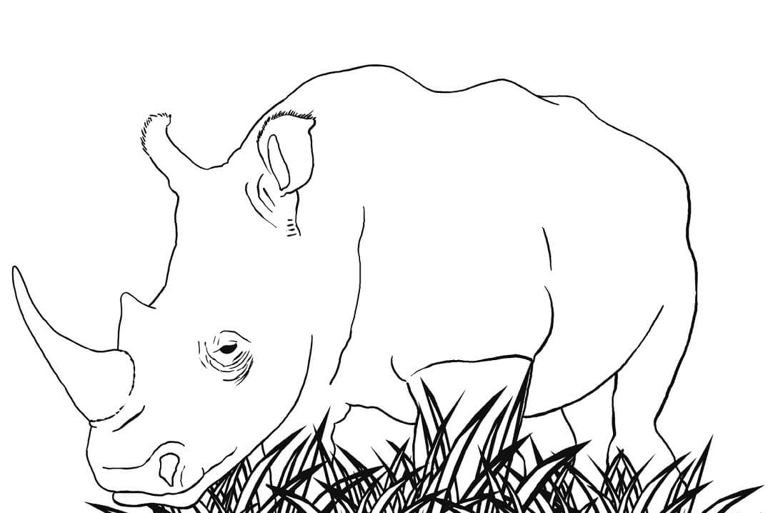 Coloriage rhinocéros blanc à imprimer
