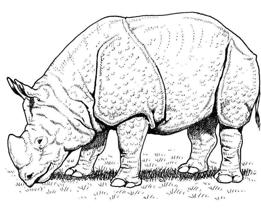 Coloriage rhinocéros indien à imprimer