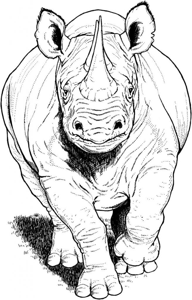 Coloriage rhinocéros noir qui court à imprimer