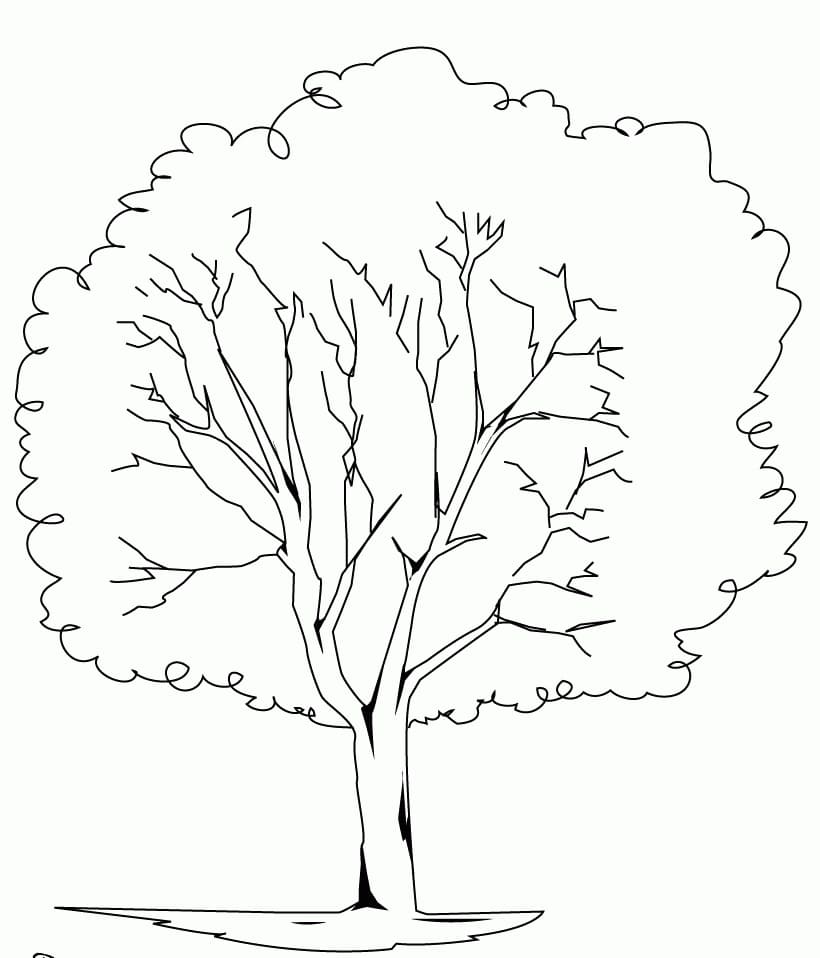 Coloriage arbre 7