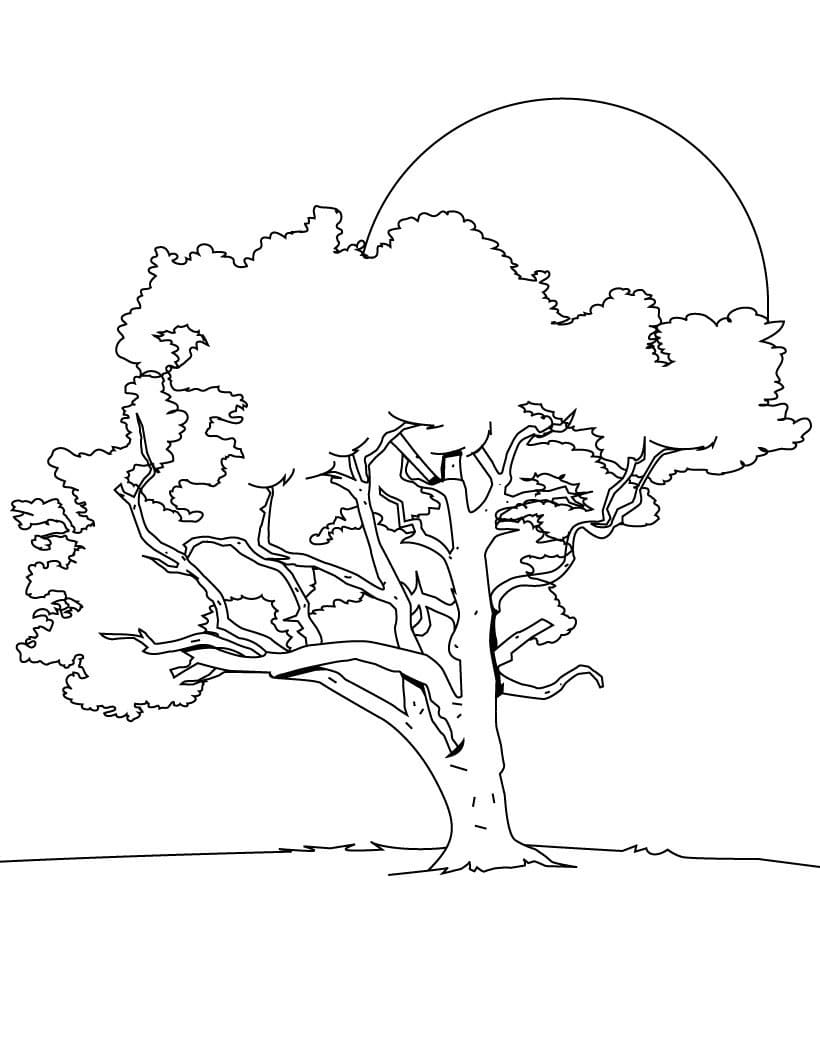 Coloriage arbre 8