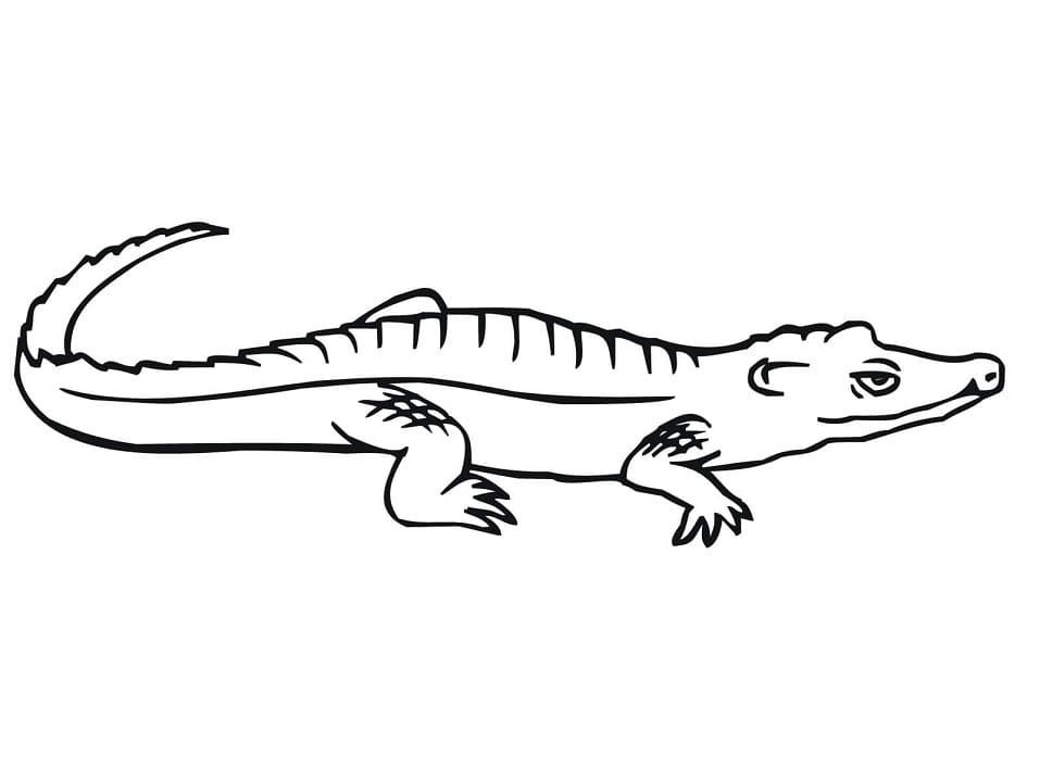 Coloriage crocodile 2