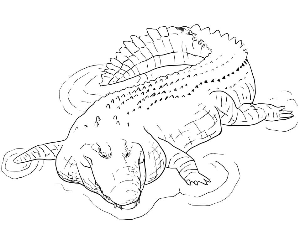 Coloriage crocodile 3