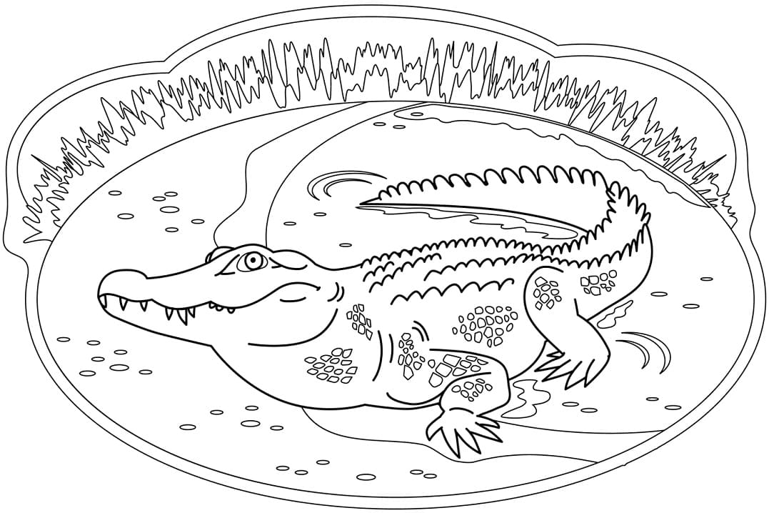 Coloriage crocodile 4