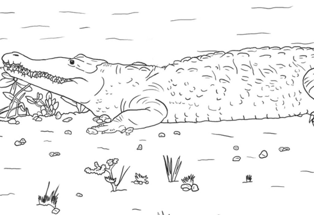 Coloriage crocodile américain à imprimer