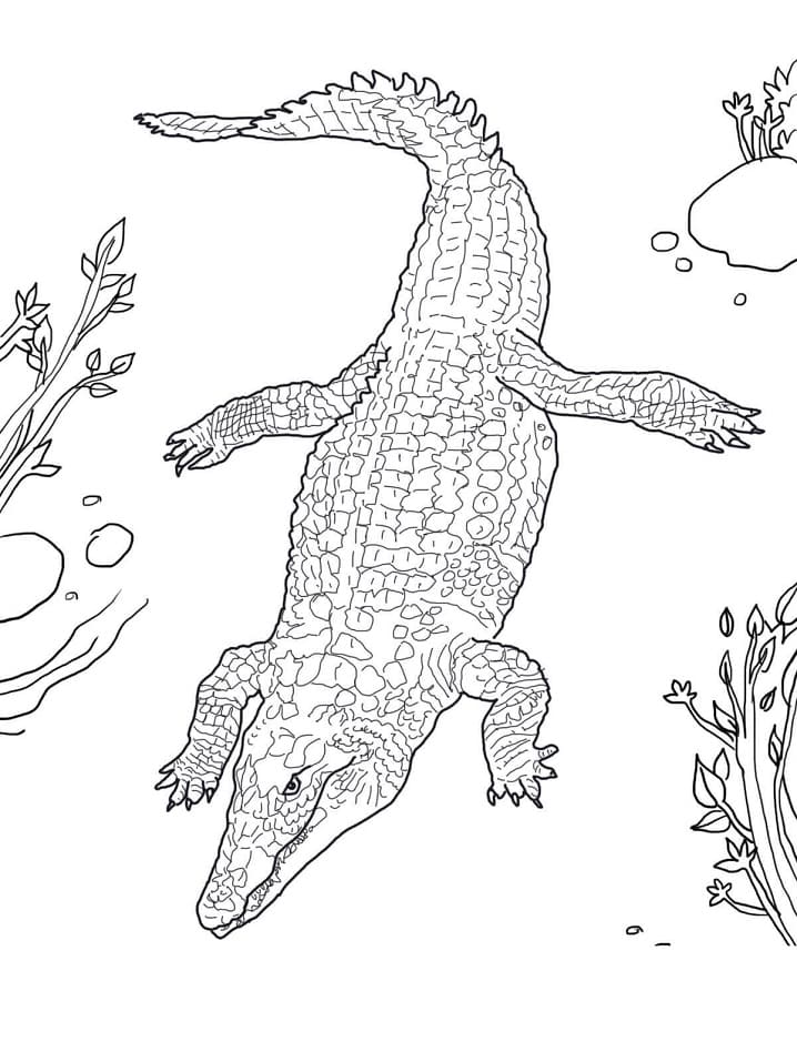 Coloriage crocodile du nil 1 à imprimer