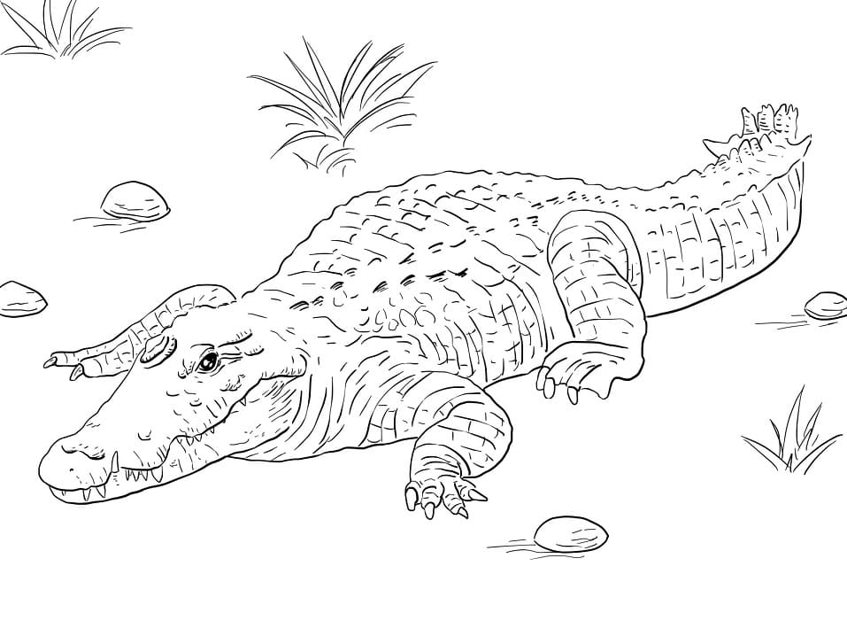 Coloriage crocodile du nil africain à imprimer