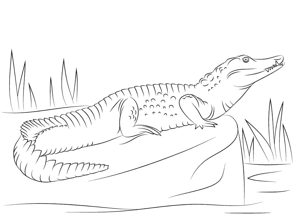 Coloriage crocodile du nil de profil à imprimer