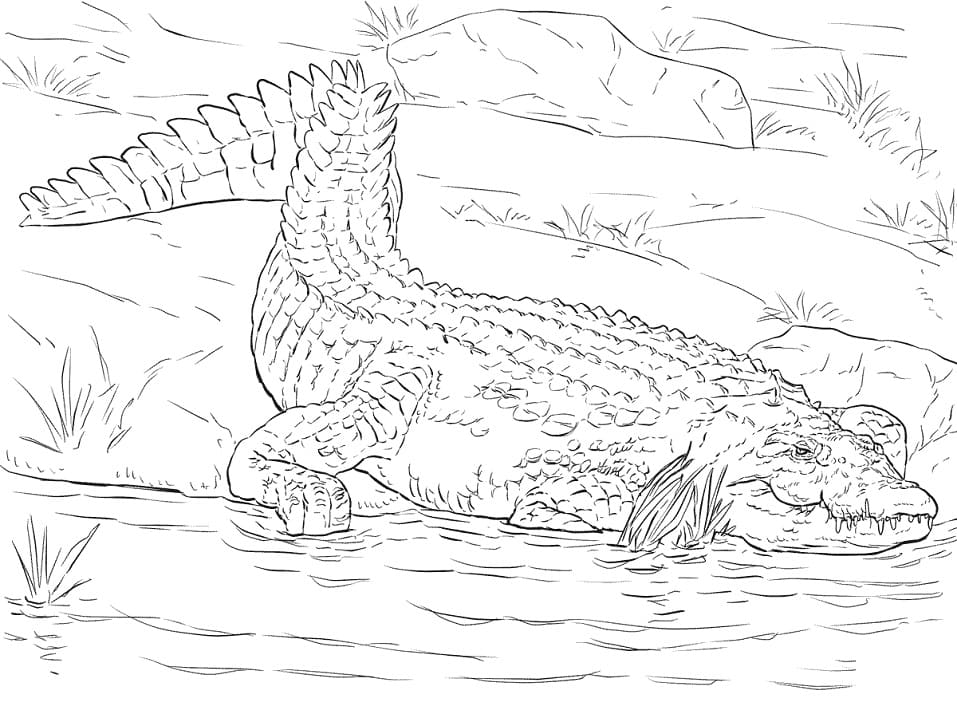 Coloriage crocodile du nil réaliste