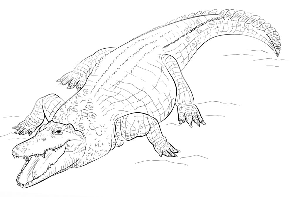 Coloriage crocodile du nil