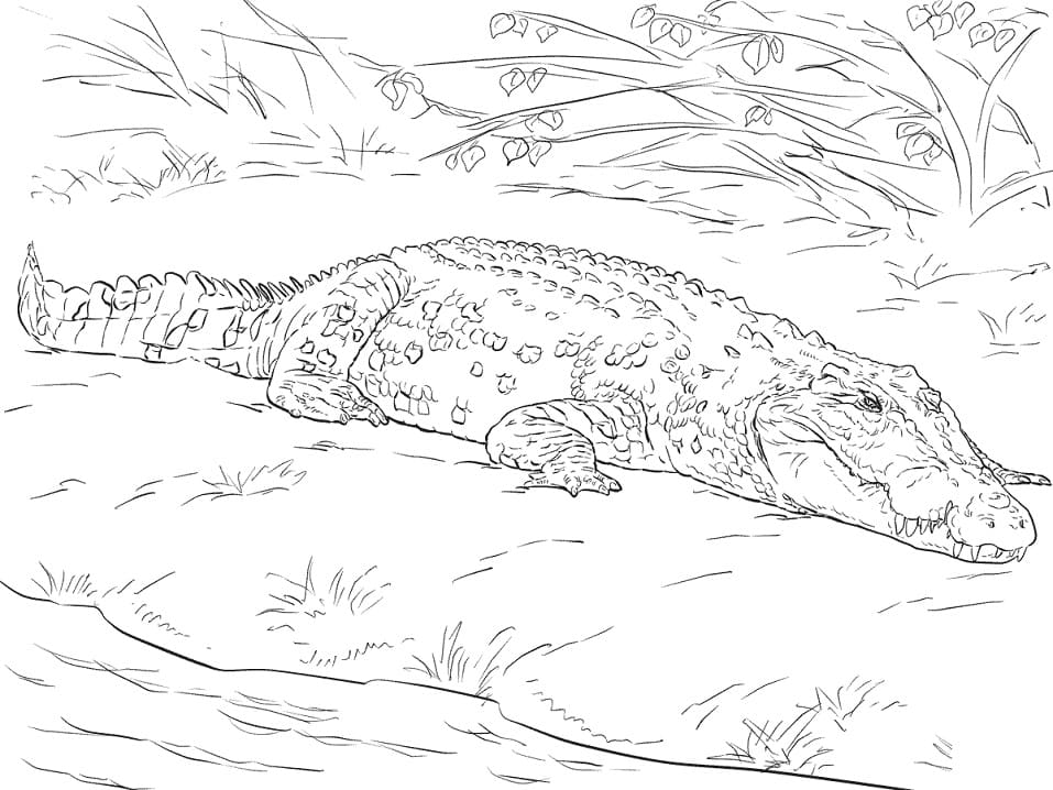 Coloriage crocodile marin d'australie réaliste