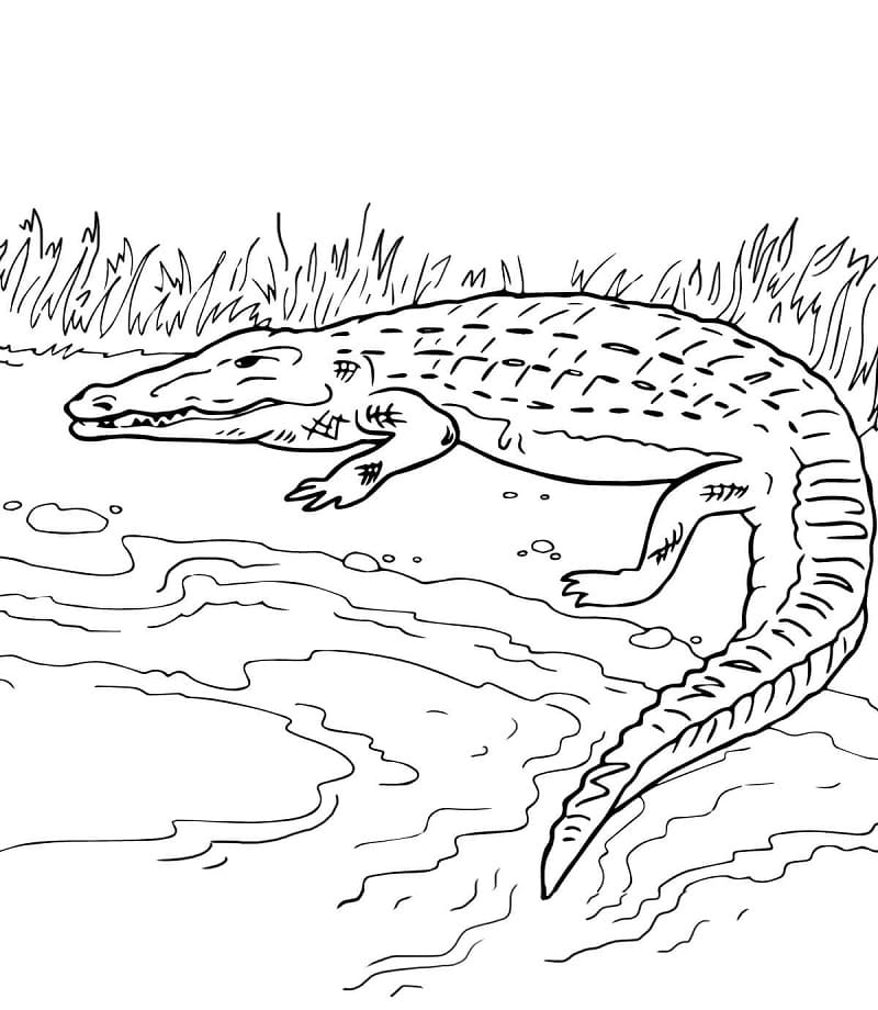 Coloriage crocodile sur la berge