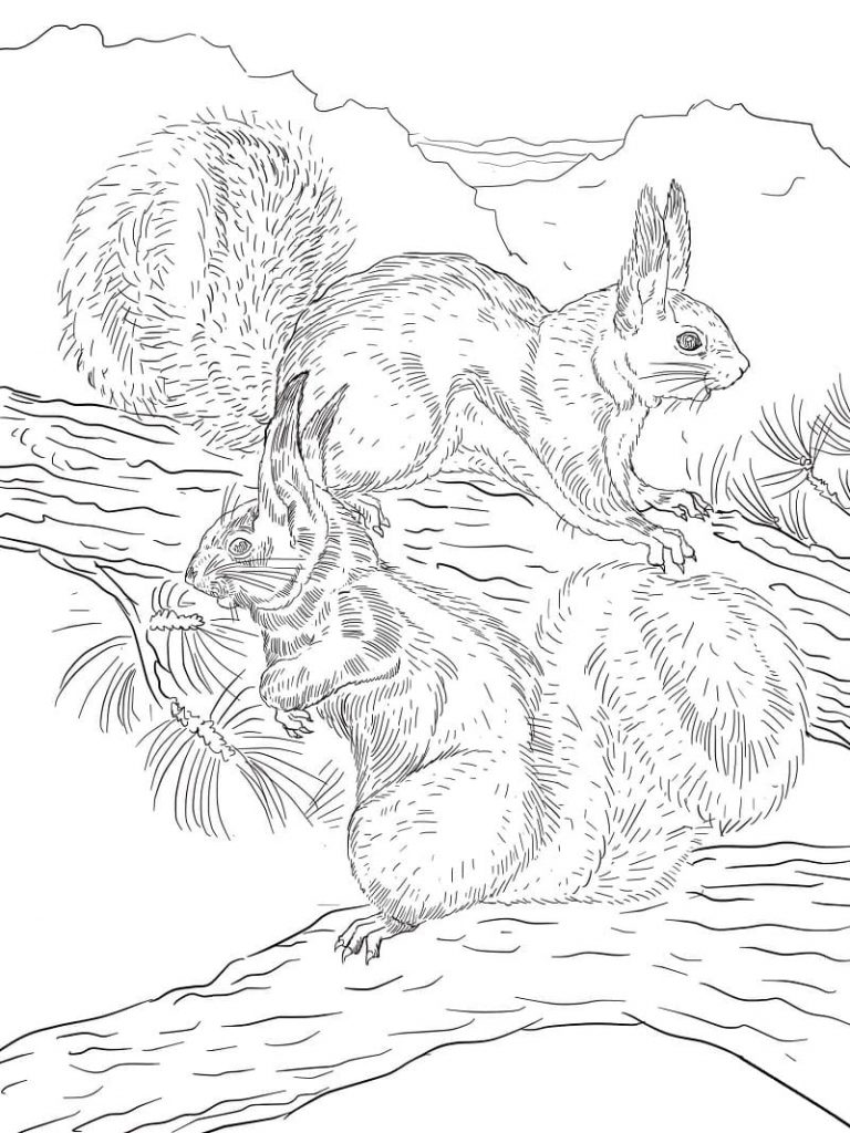 Coloriage deux écureuils à imprimer