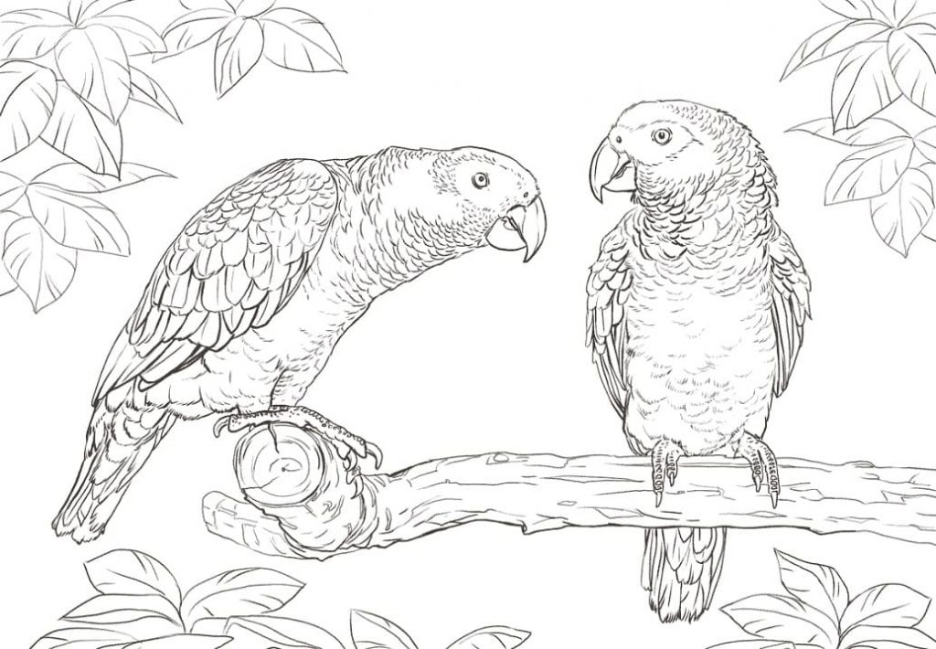 Coloriage deux perroquets jacos à imprimer