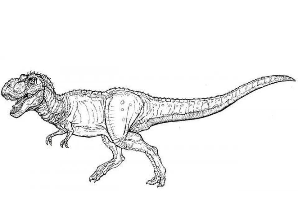 Coloriage dinosaure t rex 4