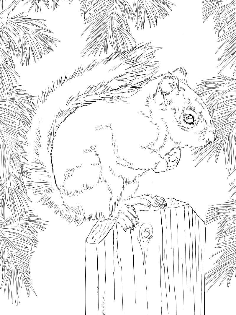 Coloriage écureuil 3 à imprimer