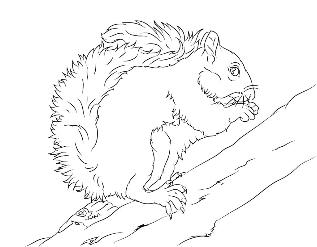 Coloriage écureuil 6 à imprimer