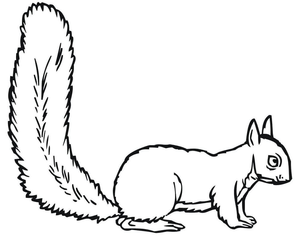 Coloriage écureuil au sol à imprimer