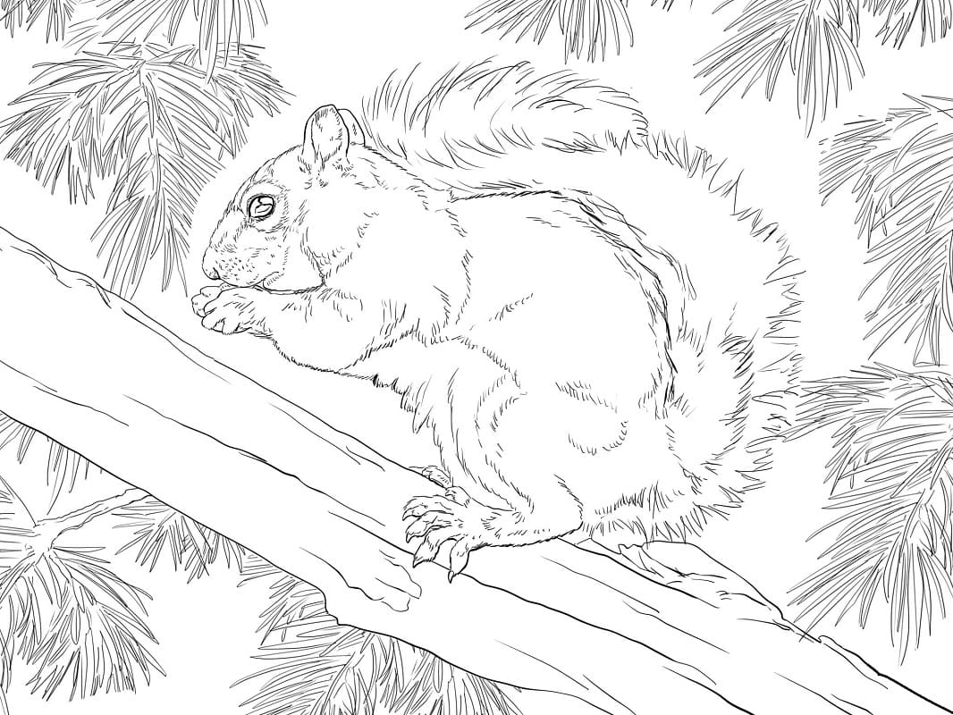 Coloriage écureuil sur une branche