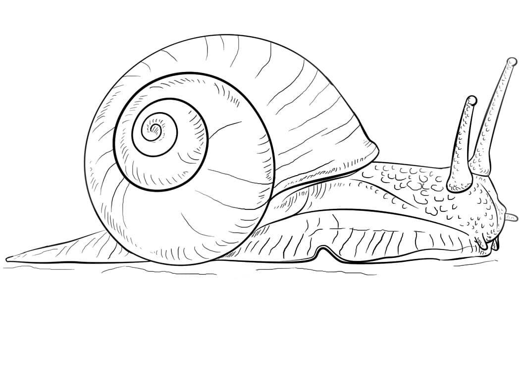 Coloriage escargot 4 à imprimer